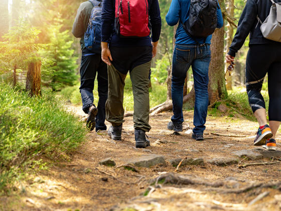 Group of people walking along a forest trail